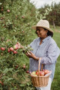 A woman picking apples in an orchard with a woven basket, representing a grounded and intuitive approach to nutrition during menopause—supported by a nutritional therapist in Raleigh, NC and medical nutrition therapy in Raleigh, NC.